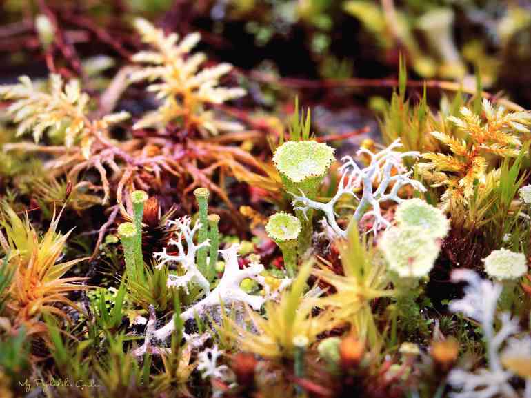 A photo with a wide variety of mosses and lichen.