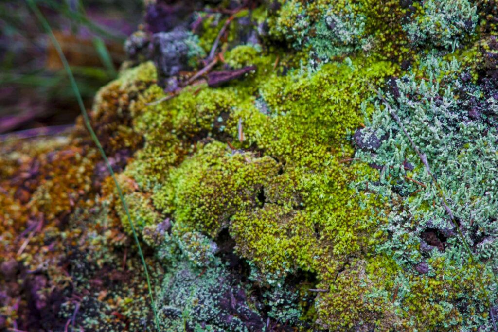 Different kinds of moss and lichen on the ground.